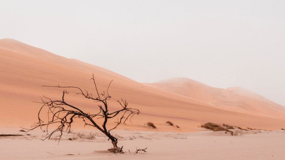 barren tree in desert